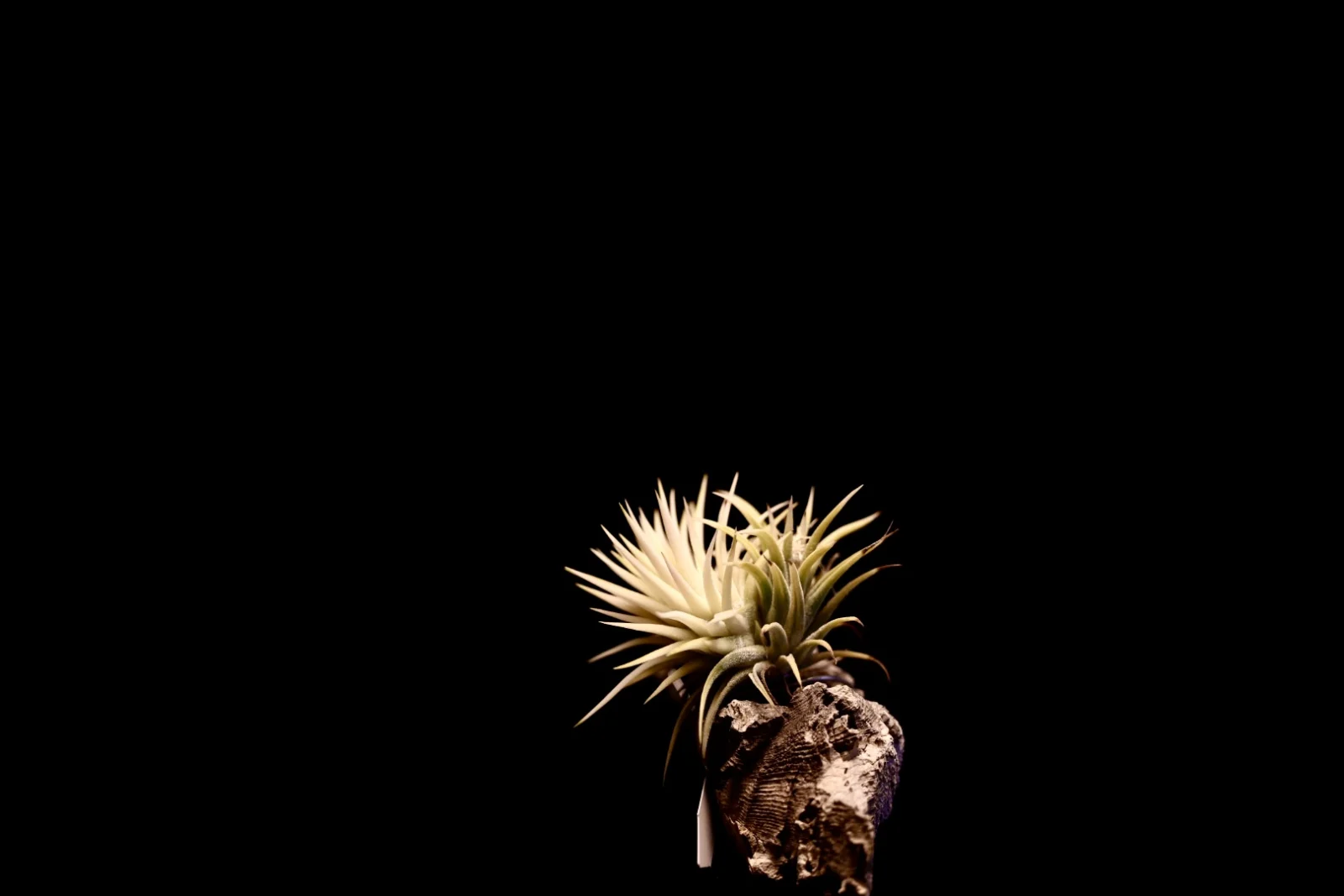 ティランジア　イオナンタ　アルボマルギナータ