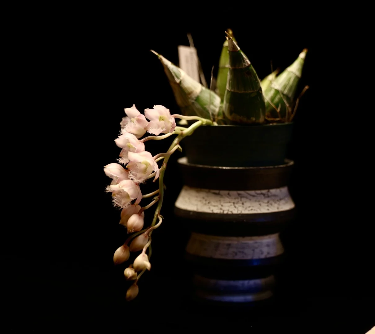 クロウェシア　レベッカ　ノーザン　ミッカビ