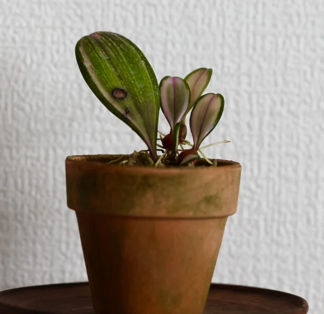 バルボフィラム　ロクスバービー　茜斑