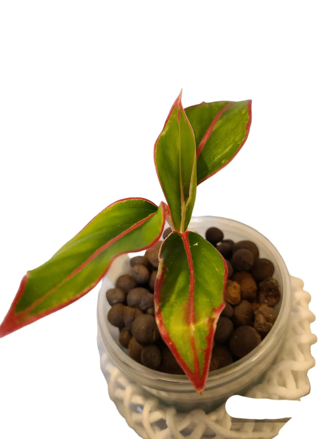 アグラオネマ　レッドゴールド