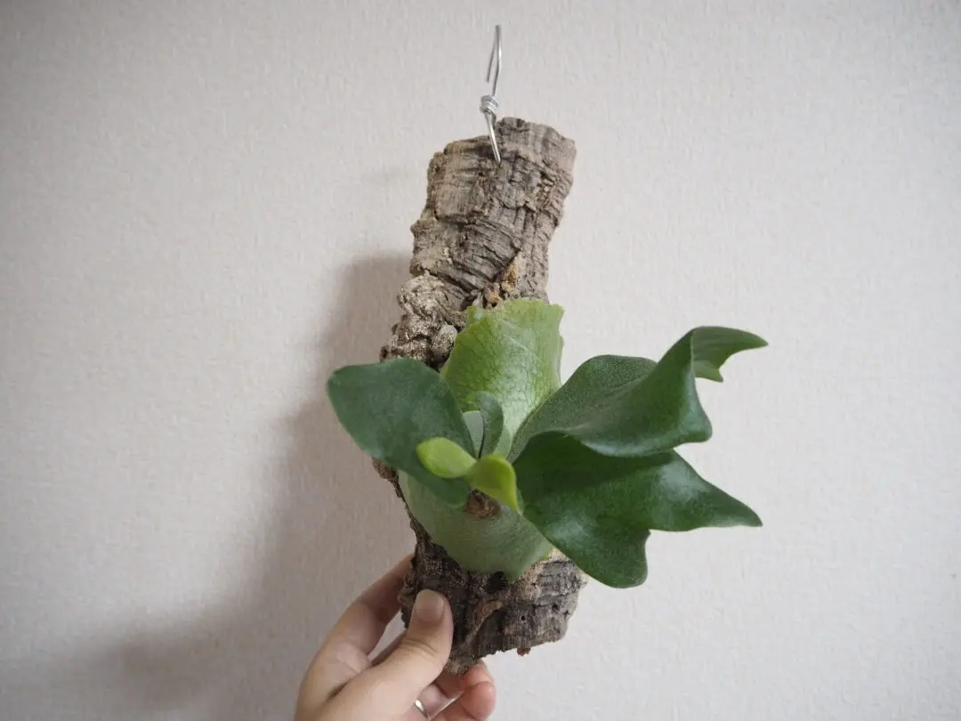 ビカクシダ　BTSS