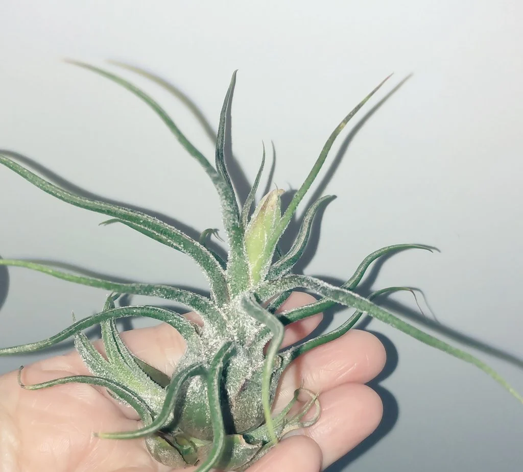 ティランジア/プルイノーサ