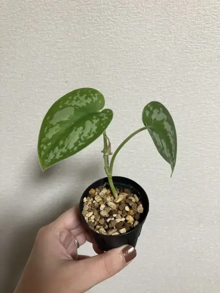 スキンダプサス sp