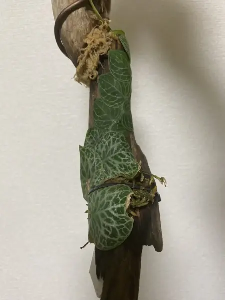ラフィドフォラ　クリプタンサ