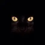 黒猫55のアバター