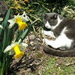 orangeのアバター