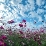 hotaruruのアバター