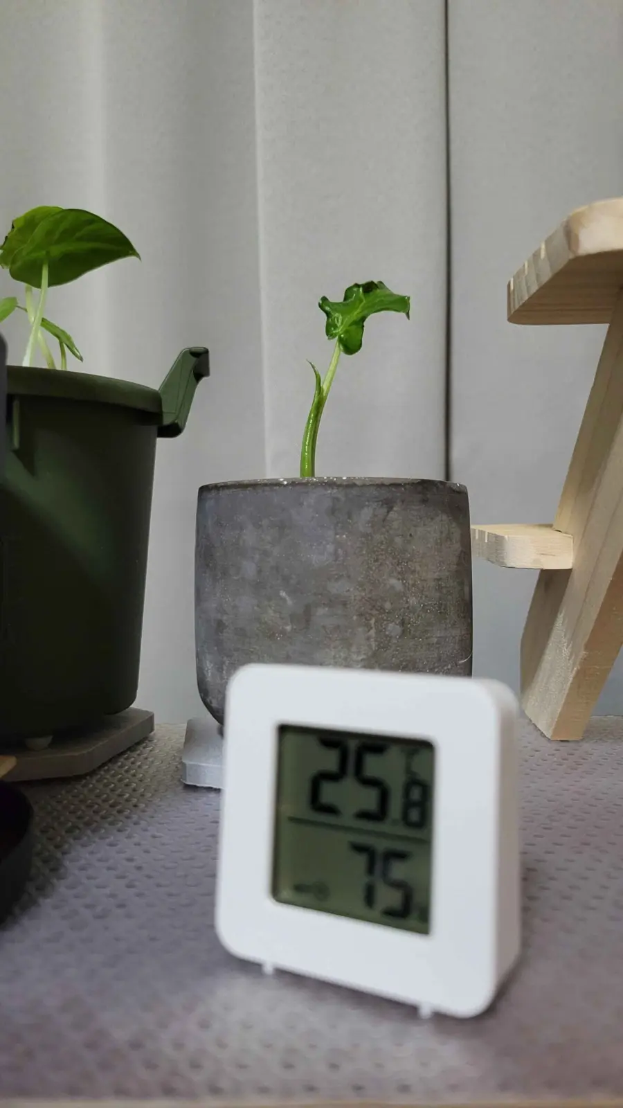 クワズイモ　アロカシア　ビフォー