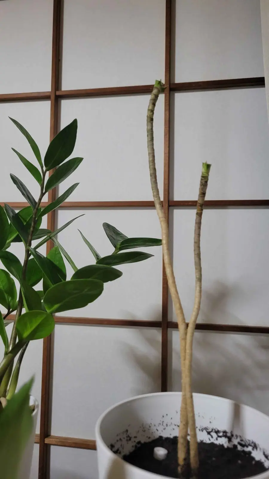 ドラセナ　ビフォー