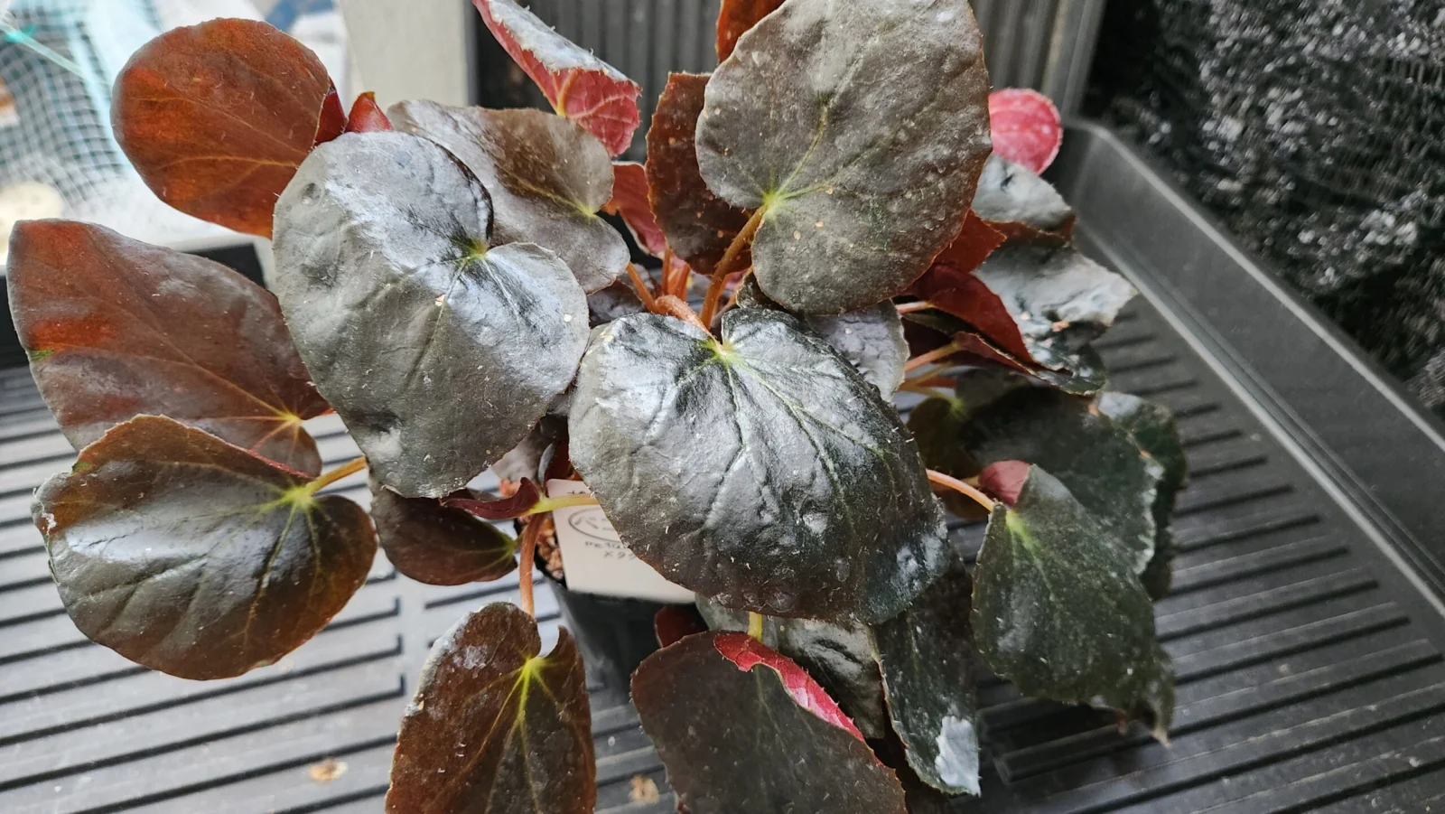 ベゴニア　メタクロア