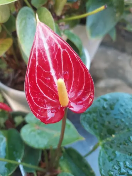 アンスリウム　リビウムマイクロ　花