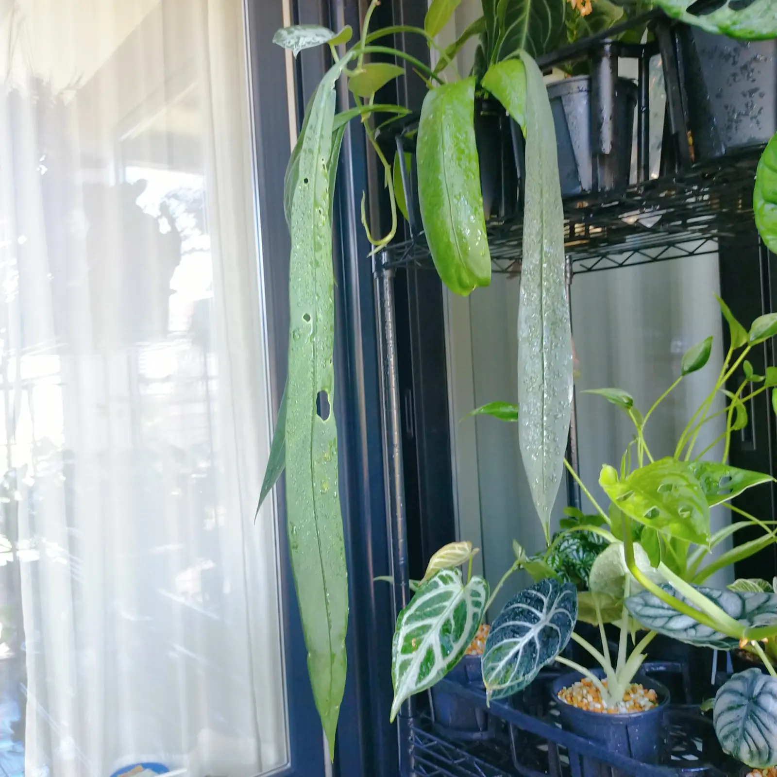 ビッタリフォリウム