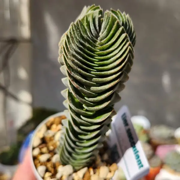 多肉植物 クラッスラ キムナッキー