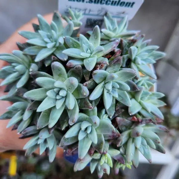 多肉植物 ダドレア ホワイトグリーニー