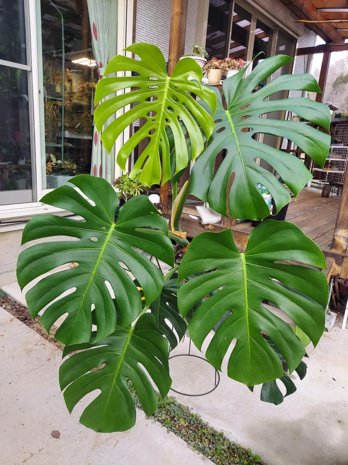 モンステラ　デリシオーサ