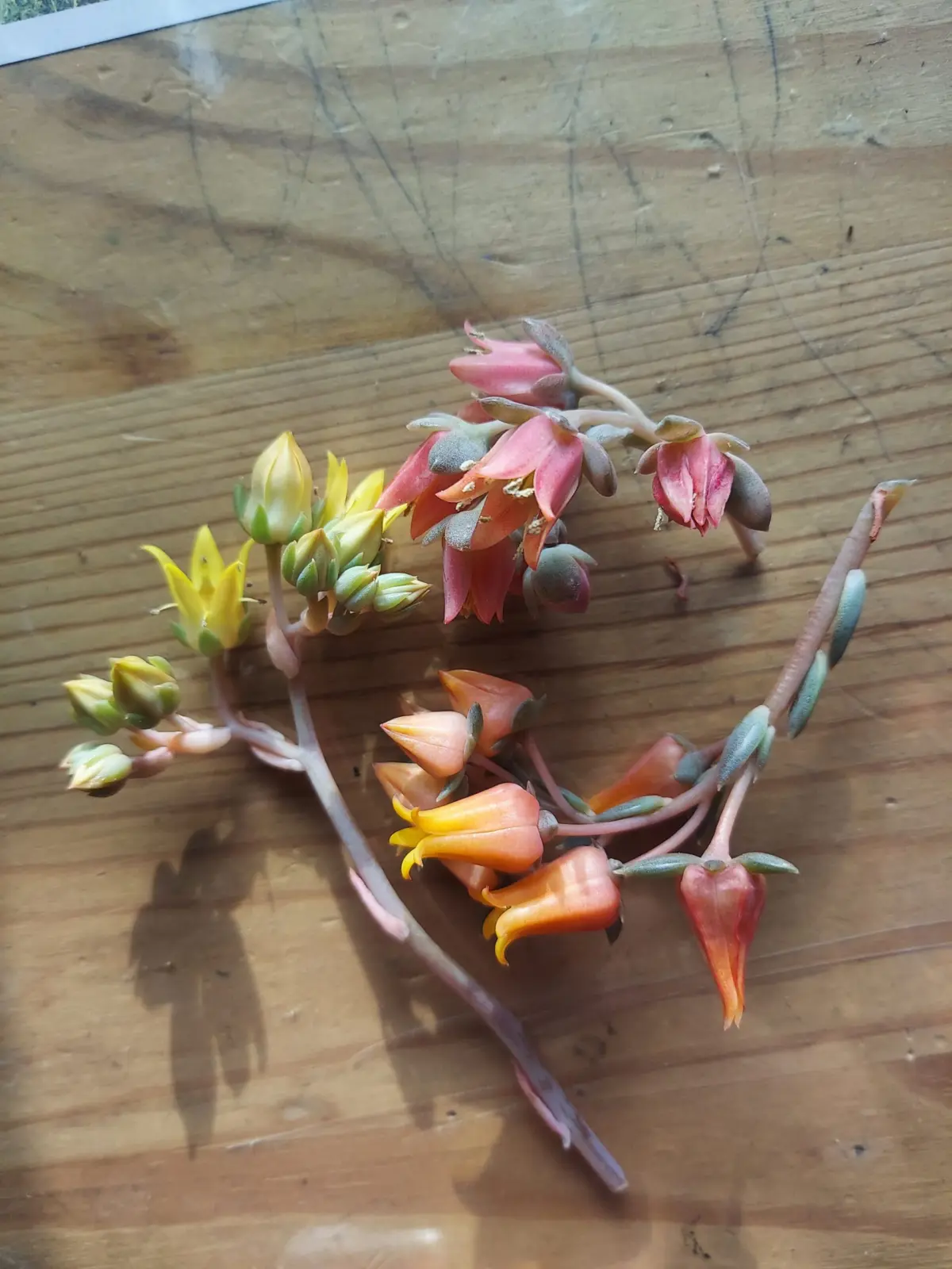 多肉植物　エケベリア　花