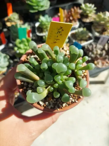 フェネエストリア　ベビートゥ　多肉植物