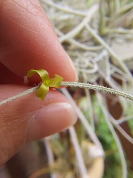 ウスネオイデス 花