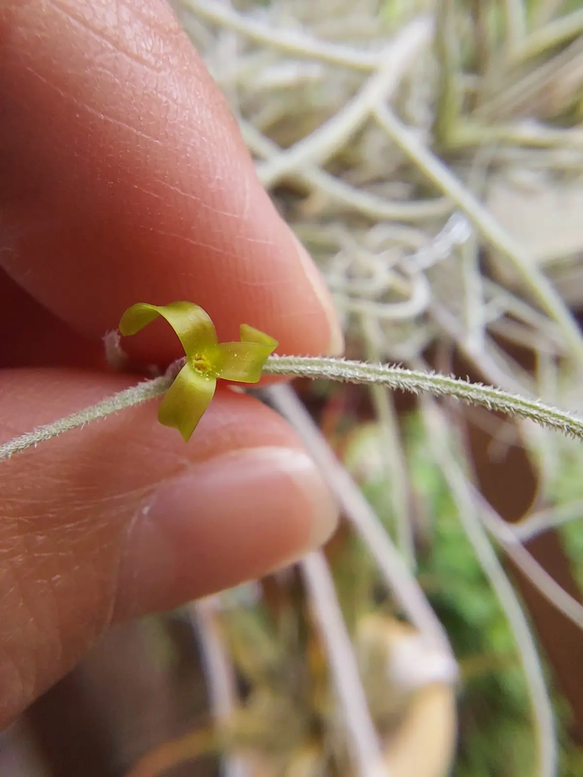 ウスネオイデス　花