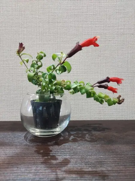 エスキナンサス　ラスタ