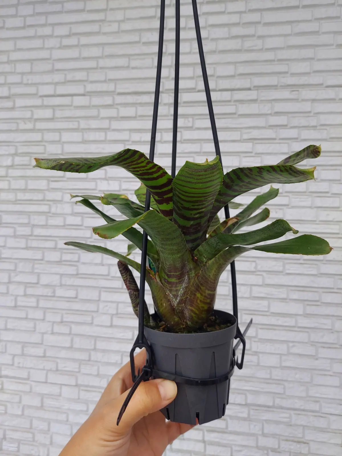 ネオレゲリア　zone8