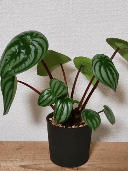 ペペロミア サンデルシー スイカペペ