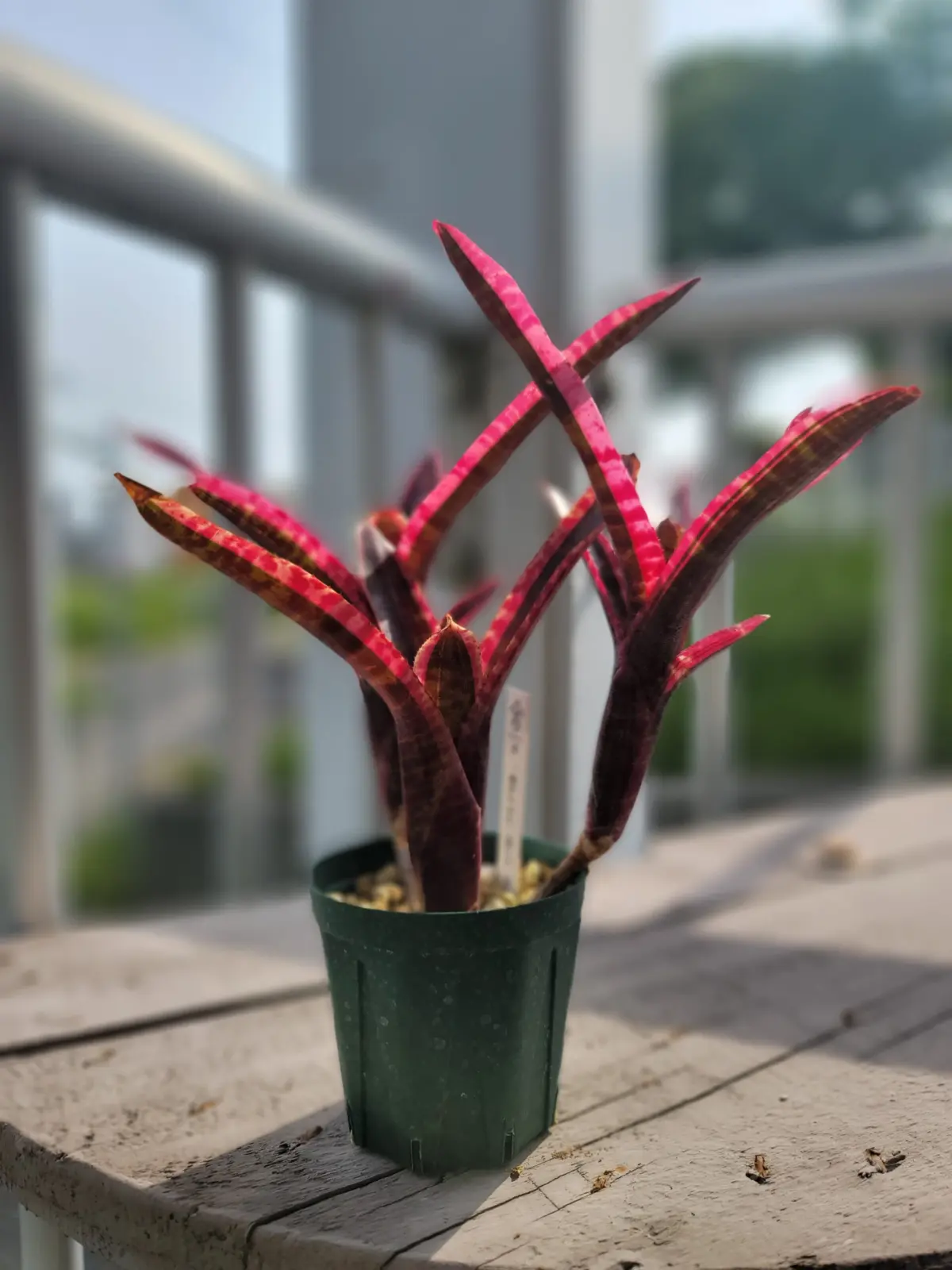 ネオレゲリア ホワイトホットエンバー