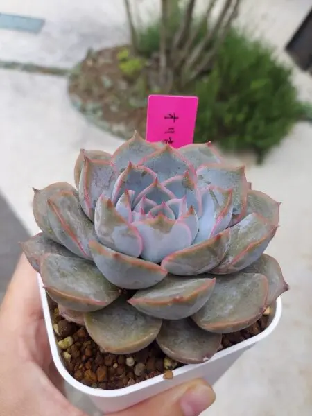 多肉植物　エケベリア　オリオン