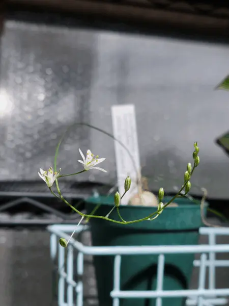オーニソガラム コルガータ ちぢれ玉 花