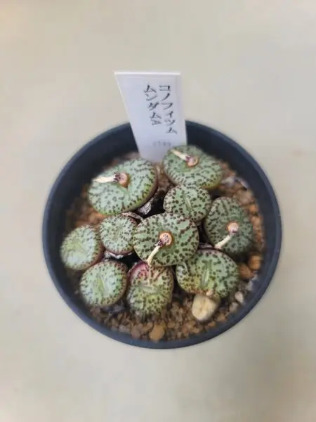 コノフィツム ムンダムA