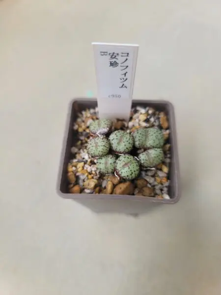 コノフィツム 安珍