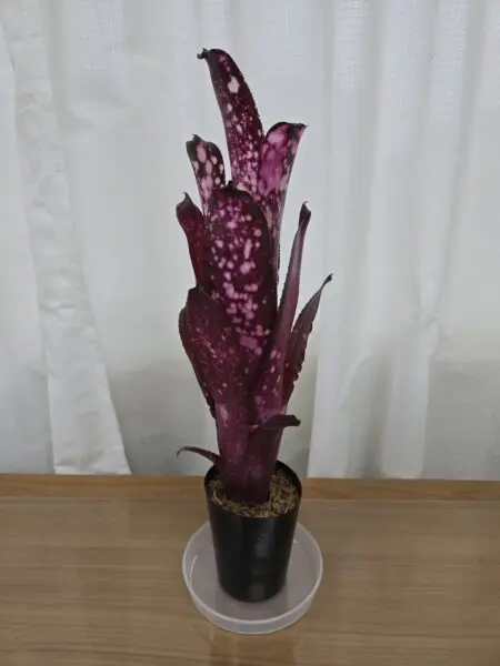 ビルベルギア ハレルヤ