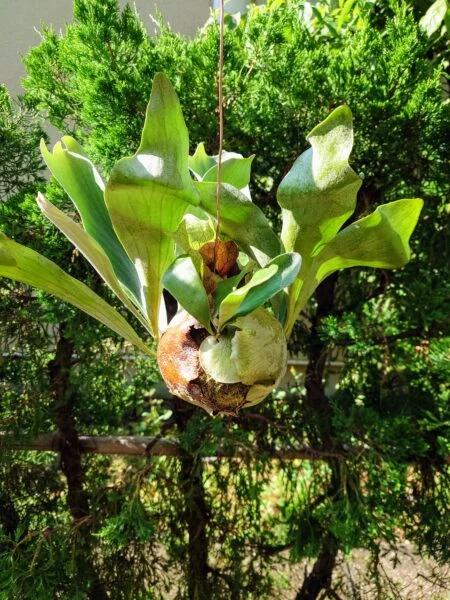 ビカクシダ　ビフルカツム　苔玉