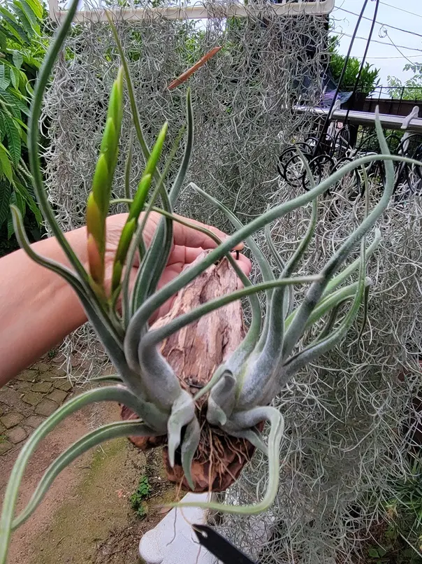 ティランジア カプトメディューサエ