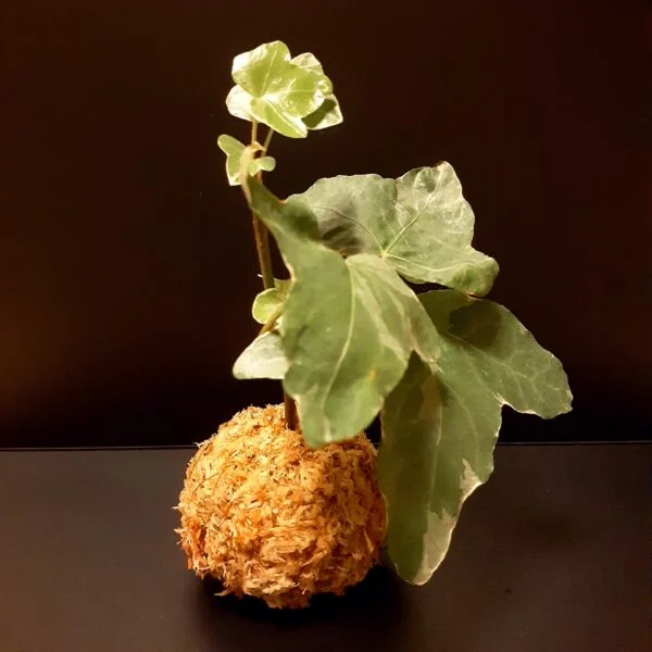ヘデラ(アイビー)　札落ち　水苔玉