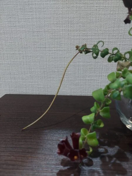 エスキナンサス　ラスタ　種