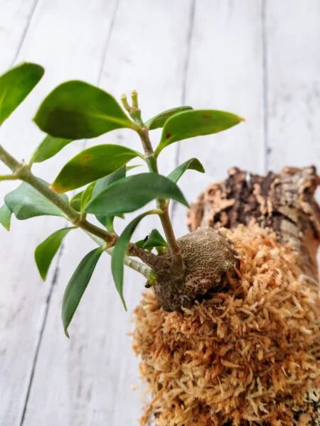ヒドノフィツム　モセレヤナム　蟻植物