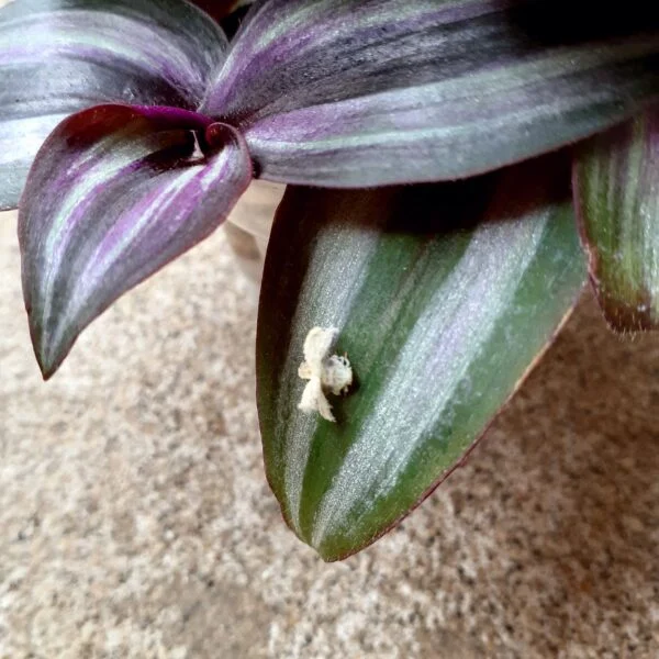 トラディスカンチア　ゼブリナ　害虫