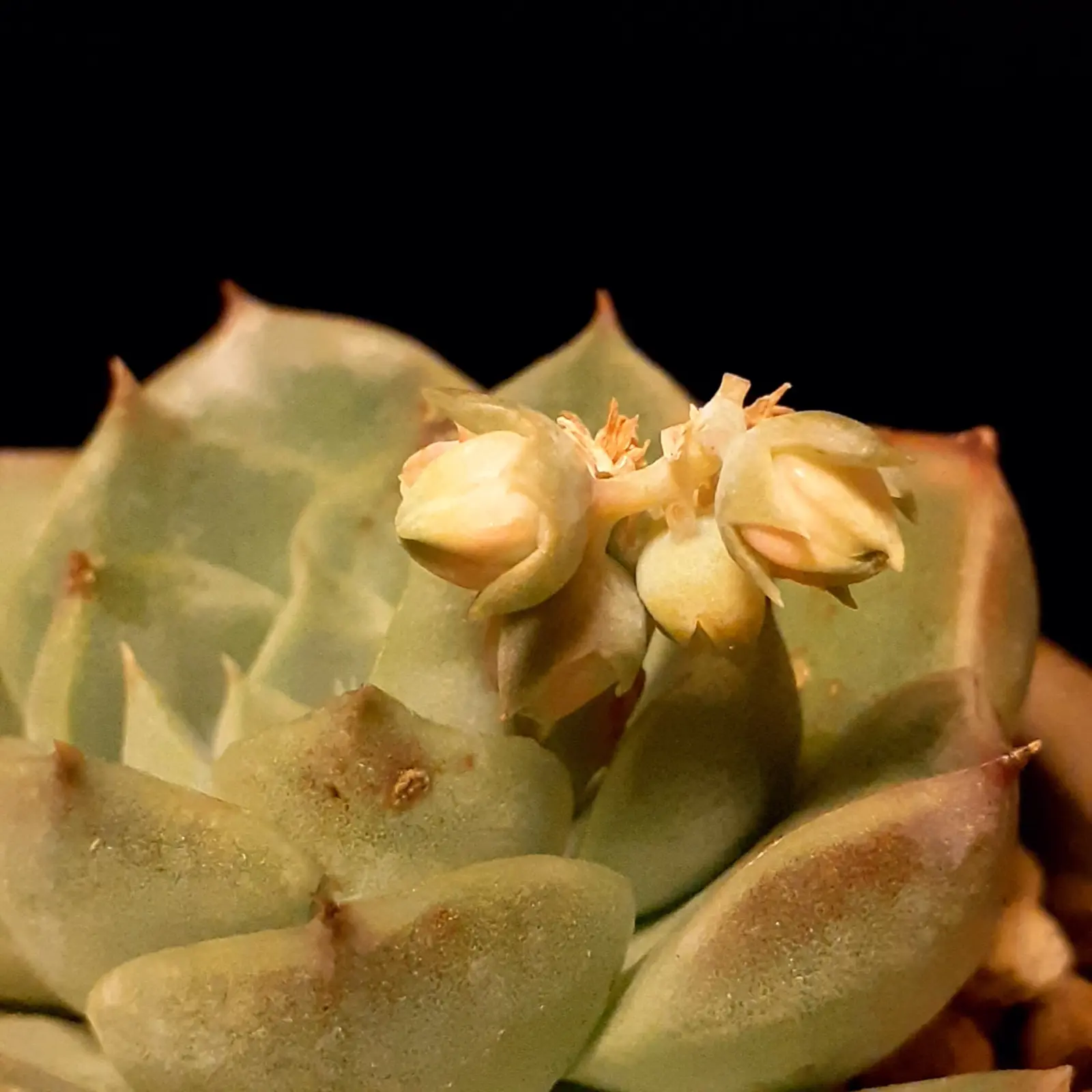 多肉植物　エケベリア　ベルベット　花芽　100均
