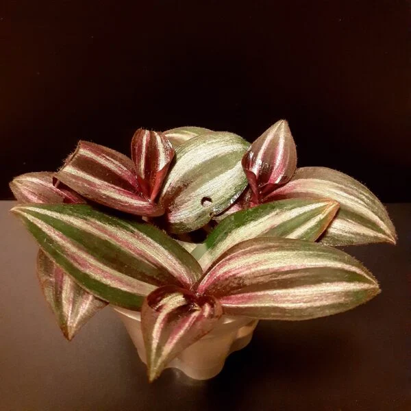 トラディスカンチア　ゼブリナ　害虫