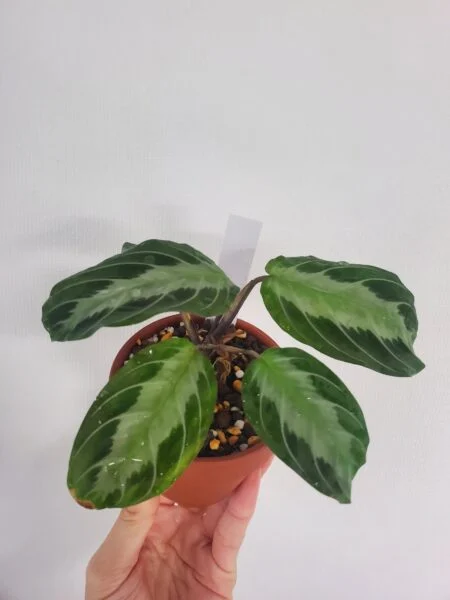 マランタ シルバーバンド