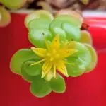 suu.chonのアバター