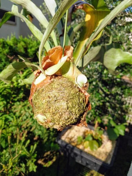 ビカクシダ　アルシコルネ　苔玉　子株　クランプ