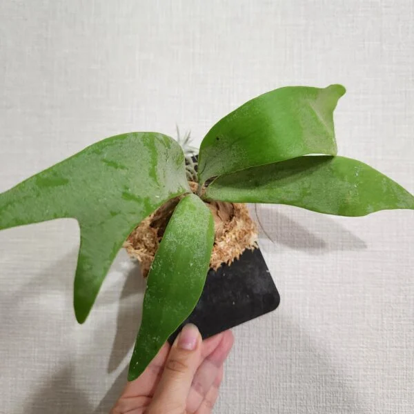 ビカクシダ ウィリンキー