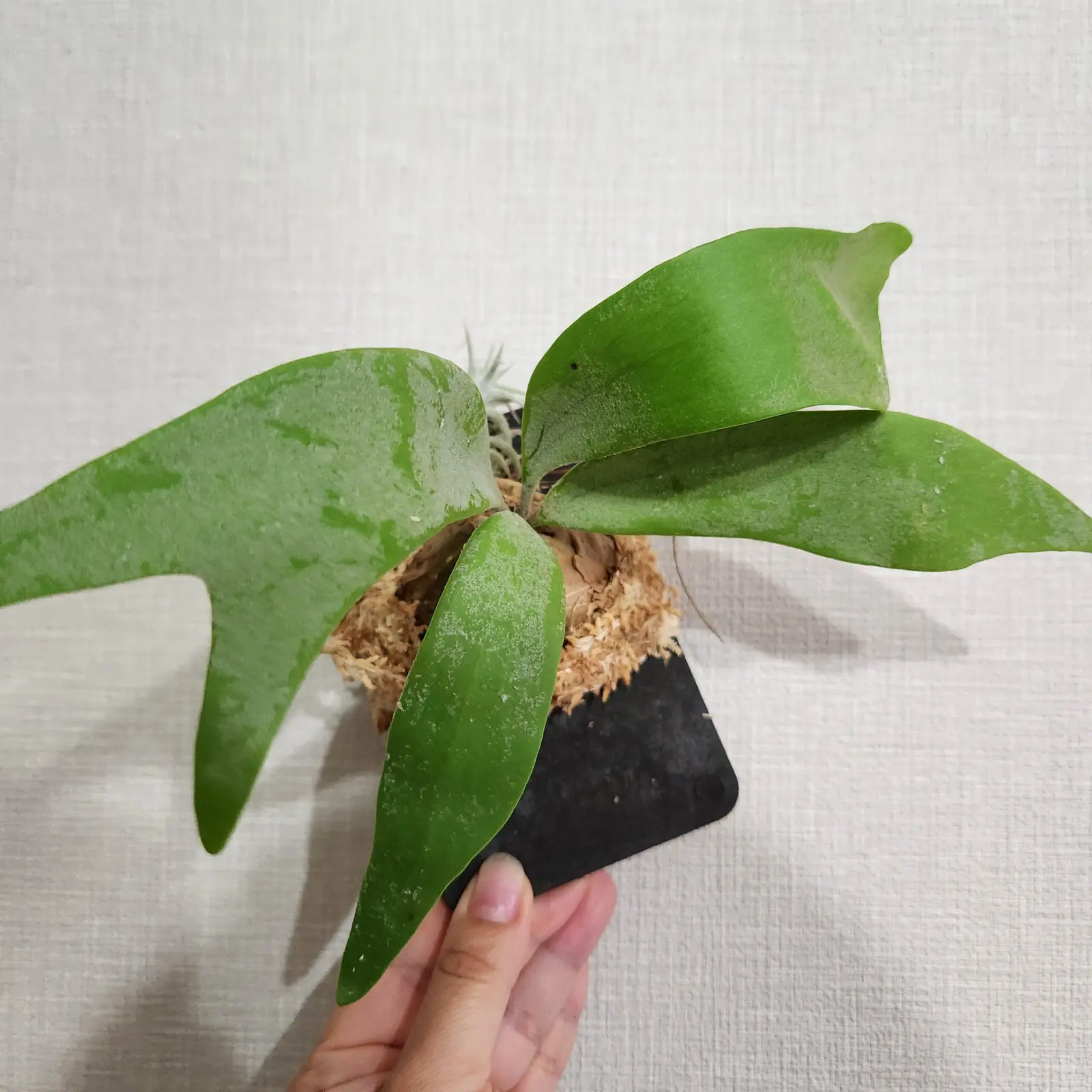 ビカクシダ ウィリンキー