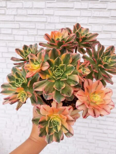 多肉植物　アエオニウム　ブロンズメダル　甜茶姫