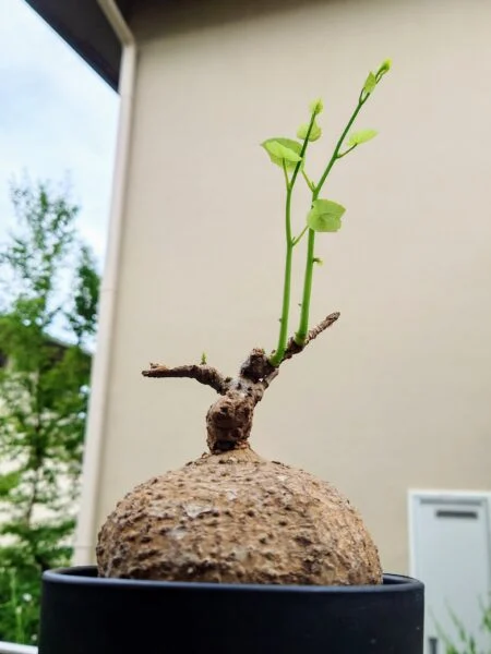 ステファニア セファランサ ハヤタ 塊根植物