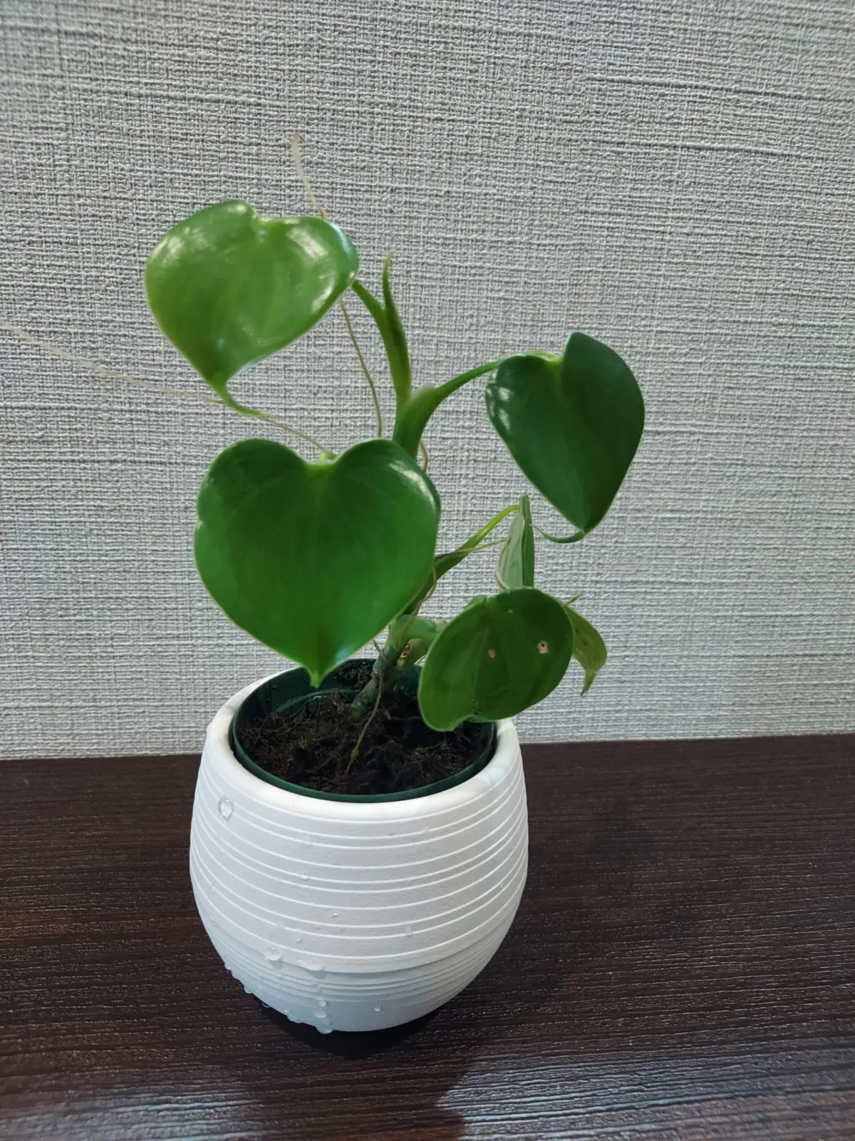 フィロデンドロン　グラジエラエ