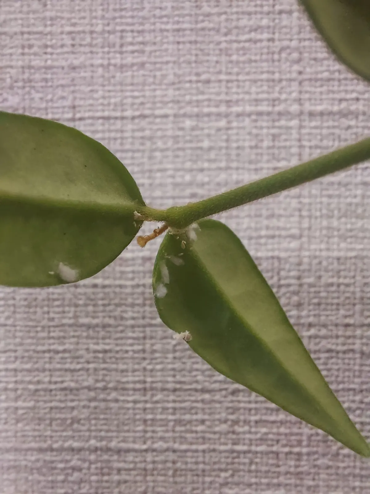 ホヤ　ベラ　セブンスター　害虫　カイガラムシ