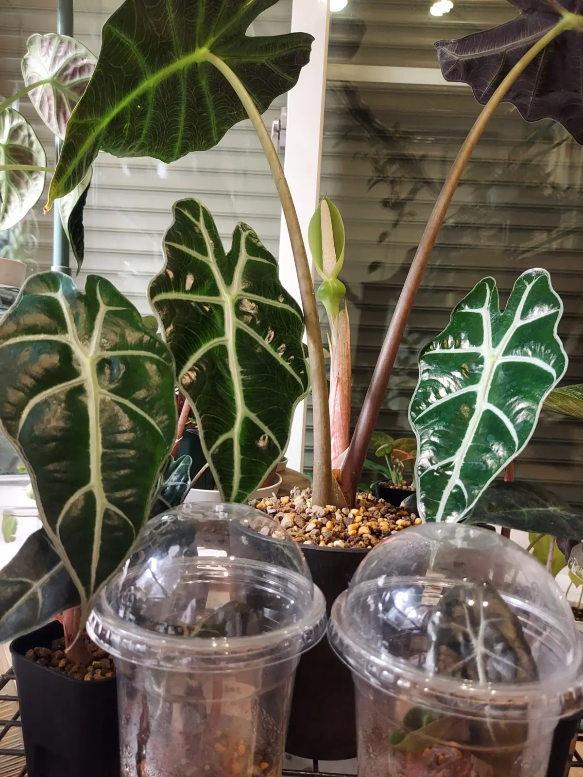 アロカシアアマゾニカポリー　花　親子